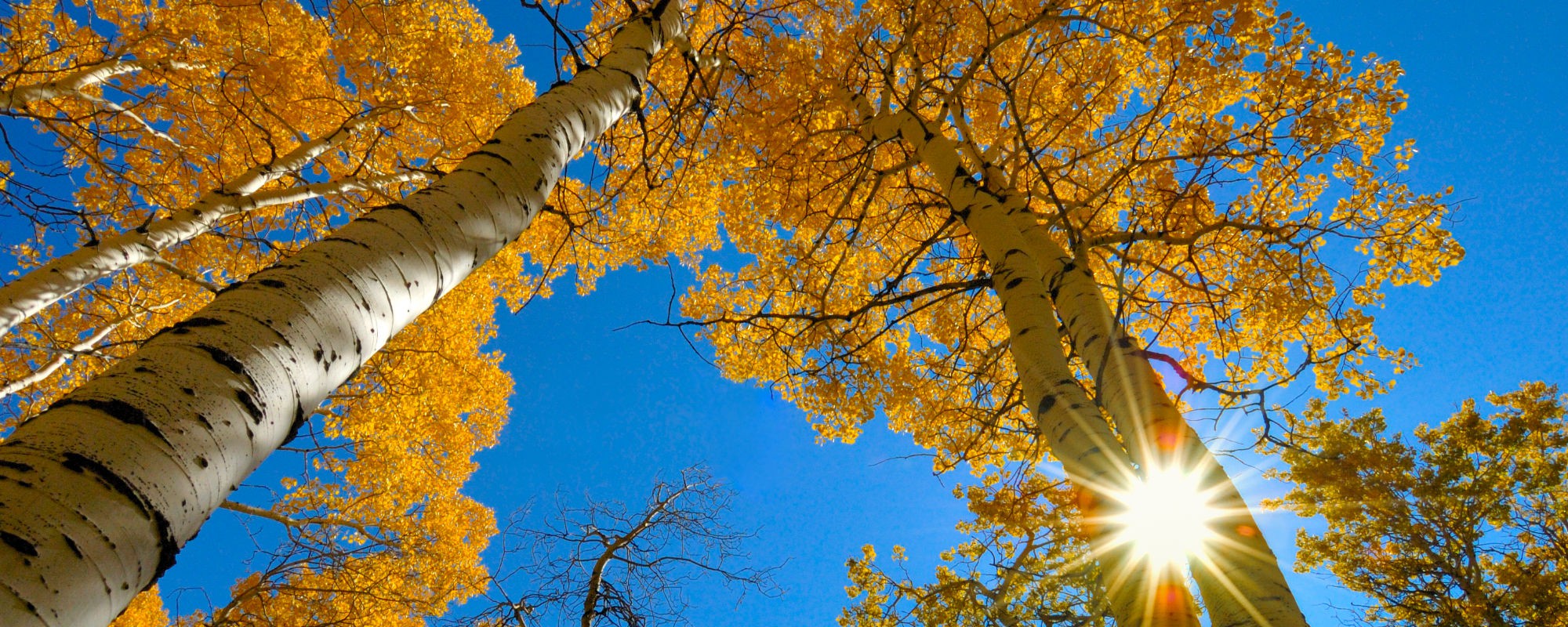 Header banner image
